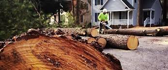 Leaf Removal in Evansdale, IA