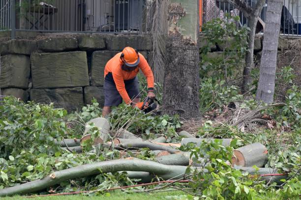 How Our Tree Care Process Works  in  Evansdale, IA